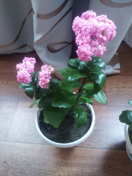 Цветы комнатные район мичурина