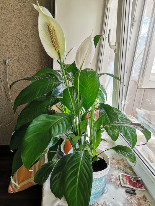 Цветы домашние,  комнатные