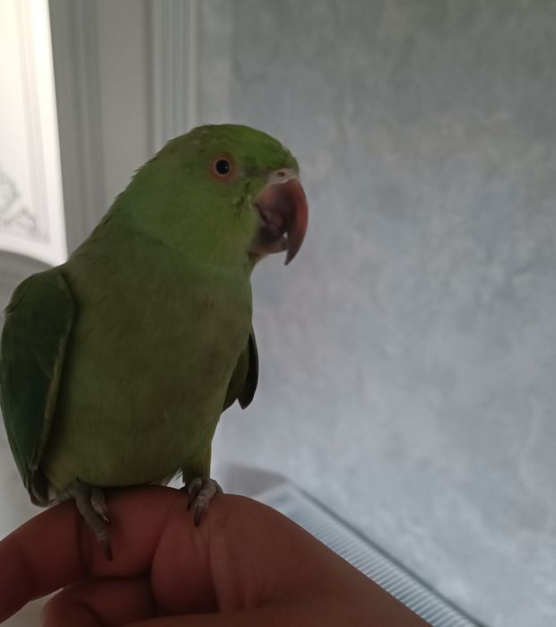 Ожиреловый попугай