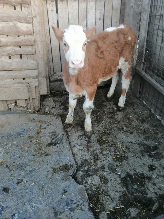 Vând vițea în vârstă de 4 luni