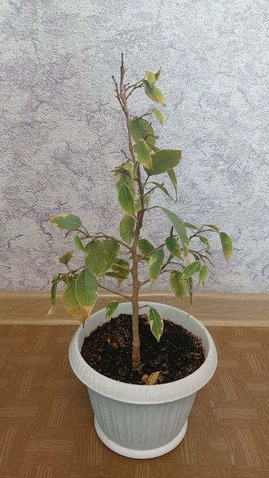 Продам комнатные цветы.