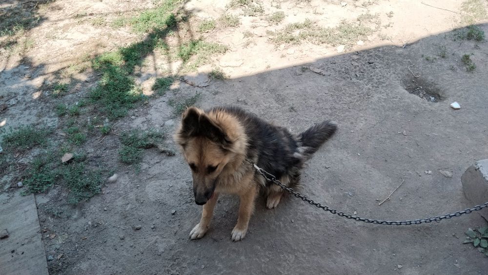 Собака женского пола