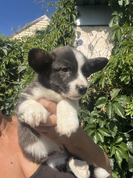 Вельш корги щенки