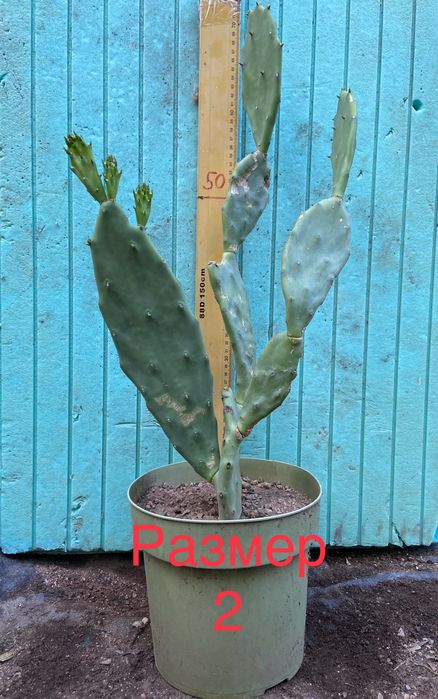 Смокиня индийска два вида, Кактус опунция, Opuntia ficus-indica Etna