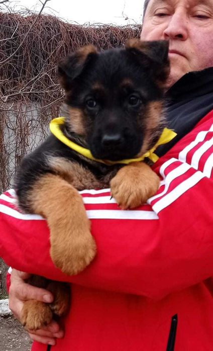 Щенок Немецкой овчарки , с документами  .