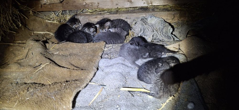 Pisicuțe între 6-8 săptămâni care cauta o casa iubitoare.