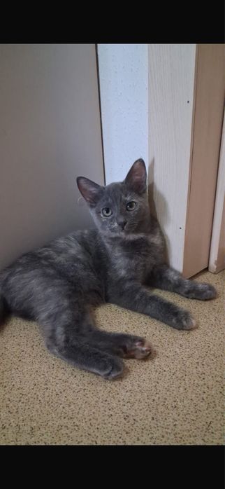 Котята британцы торг есть