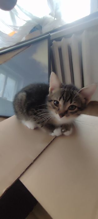 Отдам котят в добрые руки