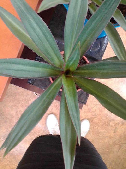 Цветы для офиса и дома со Скидкой!