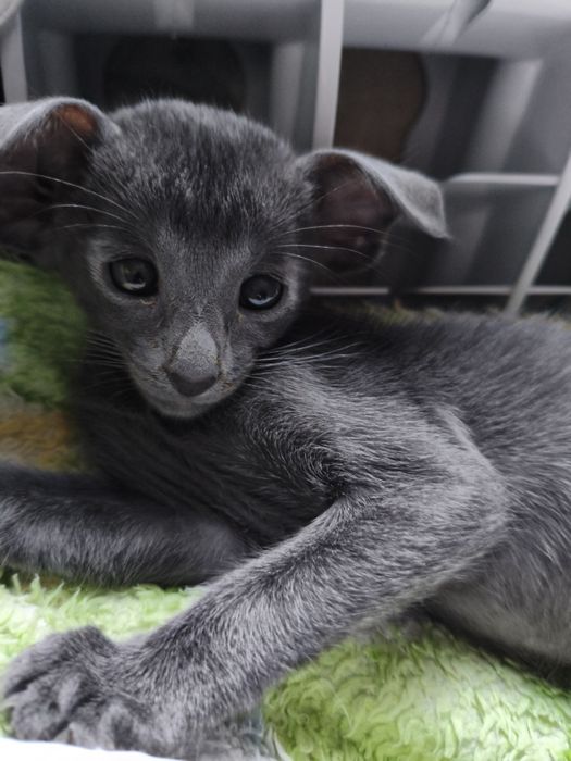 Ориентальные котята экстримального современного типа