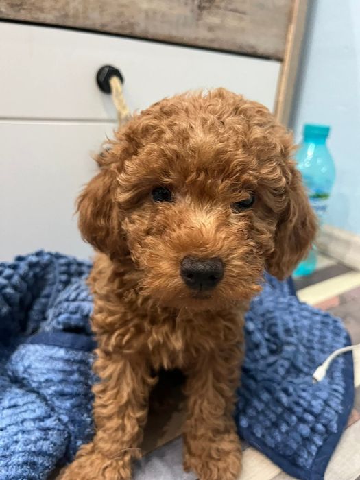 Пудел  той -момче