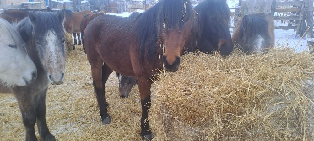 Продам жеребца для табуна