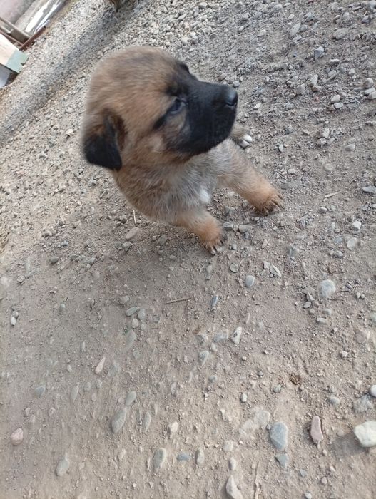 Отдам щенков в добрые руки