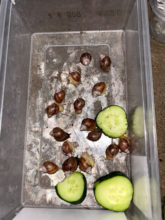 Улитка ұлу. Пайдалы емдік ұлу