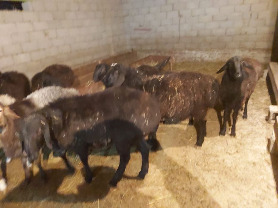 Кошкарлар сатылады