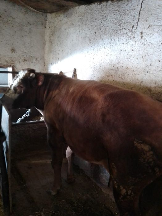 Продам быка племенной