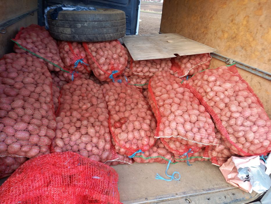 Cartofi samanta (rosu și alb)