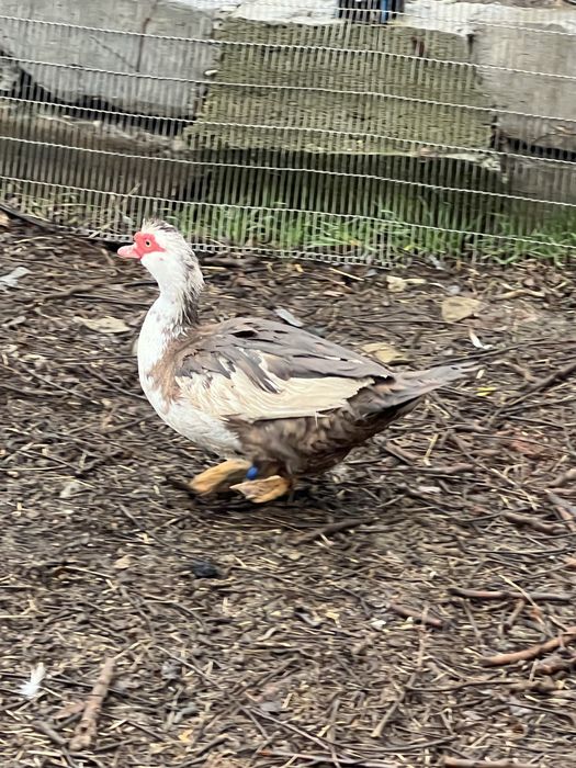 De vanzare rațe leșești