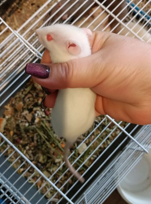 Домашние крысята