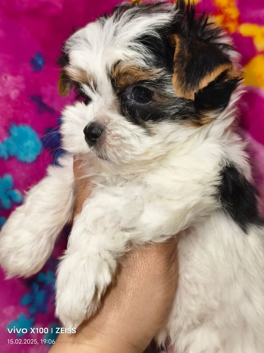 Очаровательные щенки бивера.