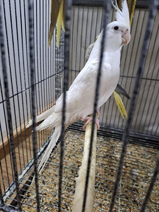 Vand ninfe pui de 2 luni