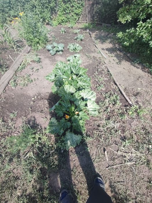 Продаю дачу до Алма