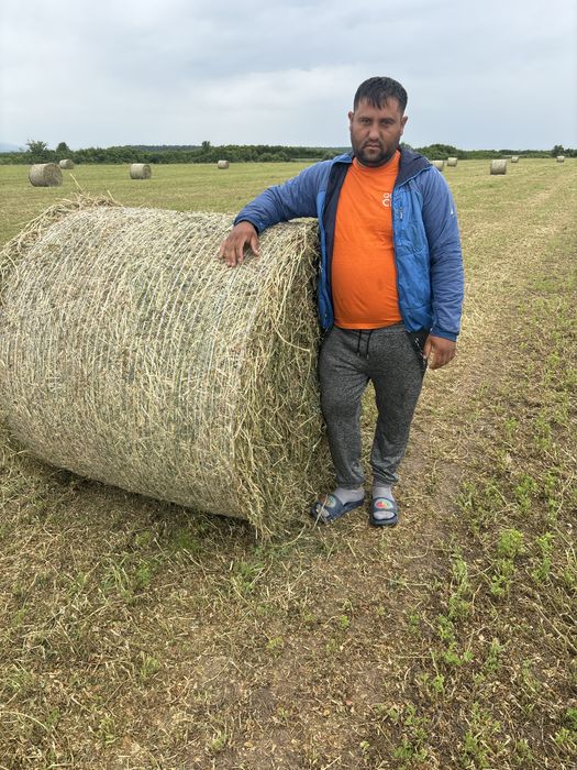 Baloti lucerna  cea mai buna calitate