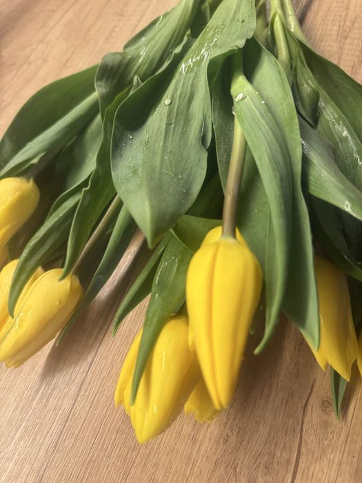 Продам тюльпаны очень красивые