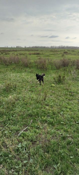 Продам лайку русско европейскую