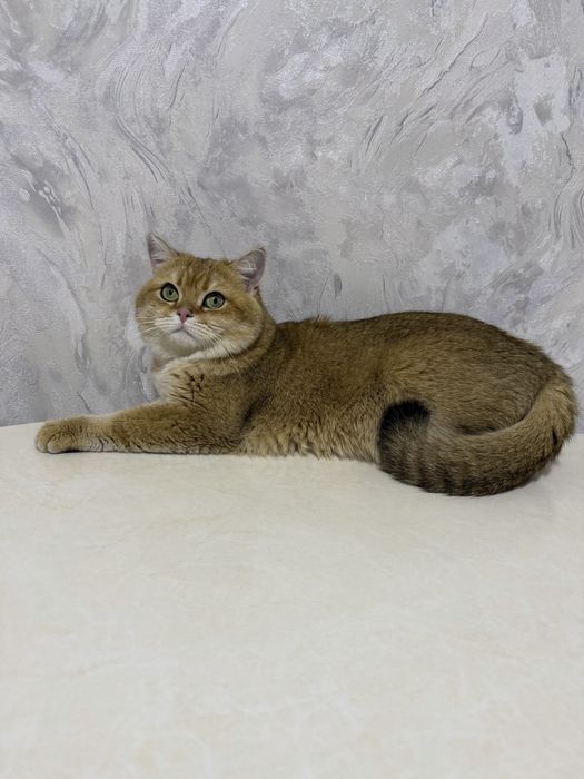 Вязка. Золотая шиншилла, на дом.