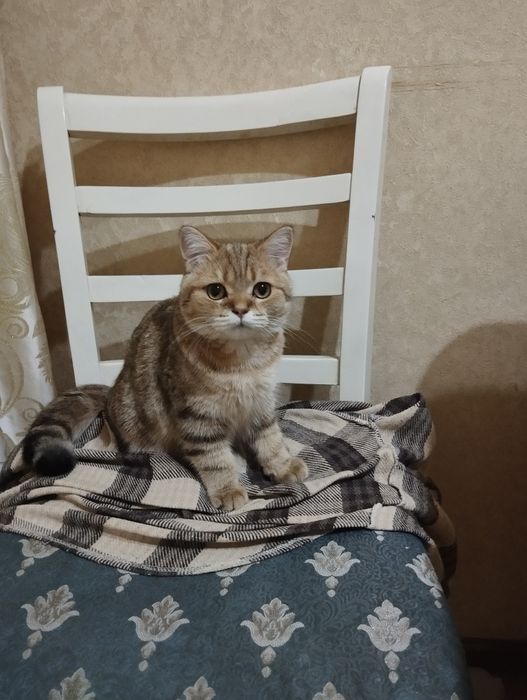 Продается котенок