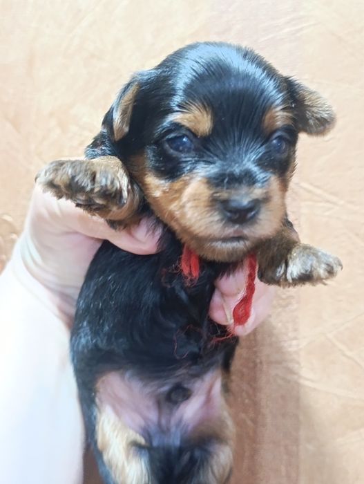 Очаровательные мини мальчики.