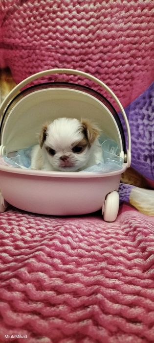 Мальчик японского хина.