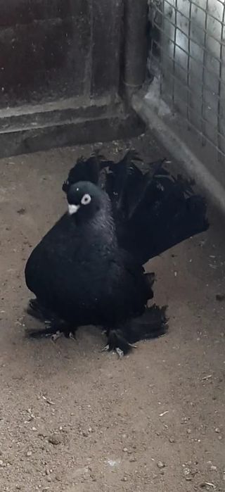 Продам голубя статный