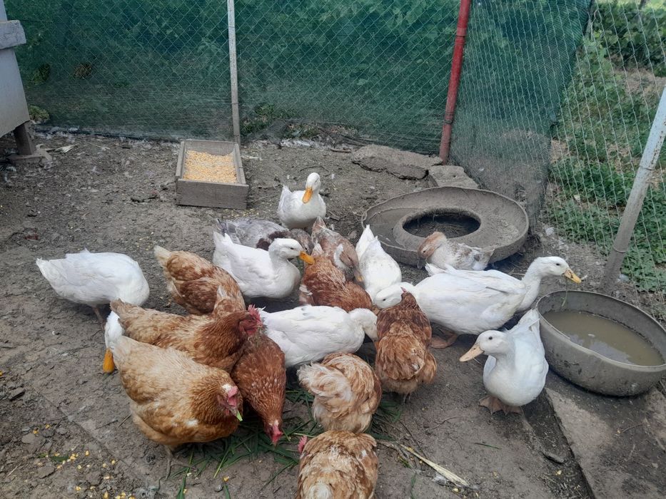 Vând 11 rațe tinere!