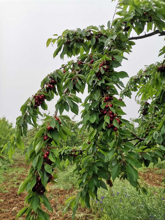 Овощна градина и техника за обработка