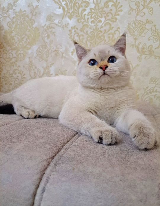 Колор Поинт мальчик 4 мес