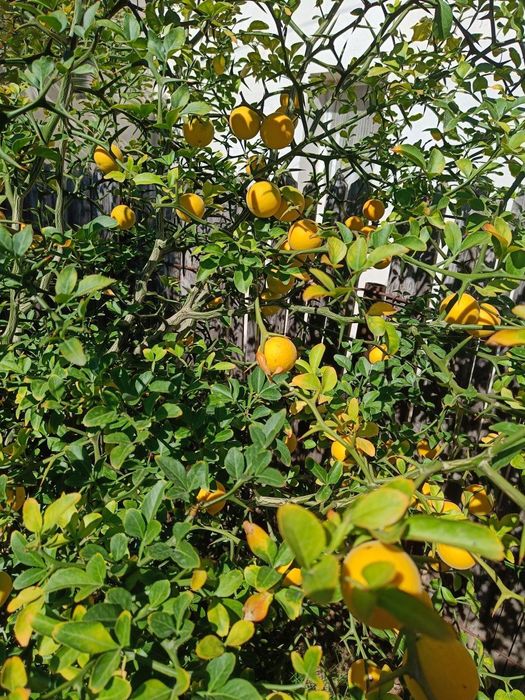 Lamai de Gradina Trifoliat