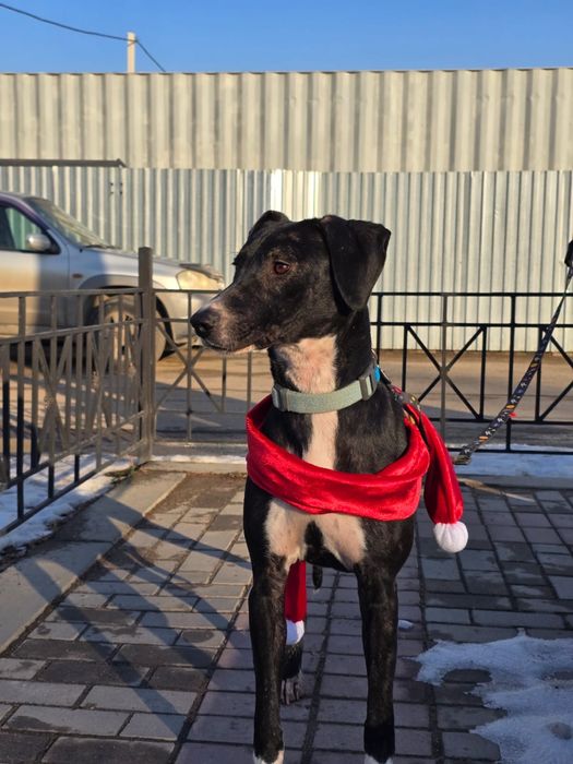 Собака девочка ищет семью и дом