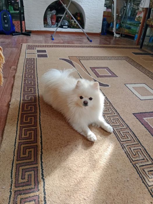 Продам немецкого шпица