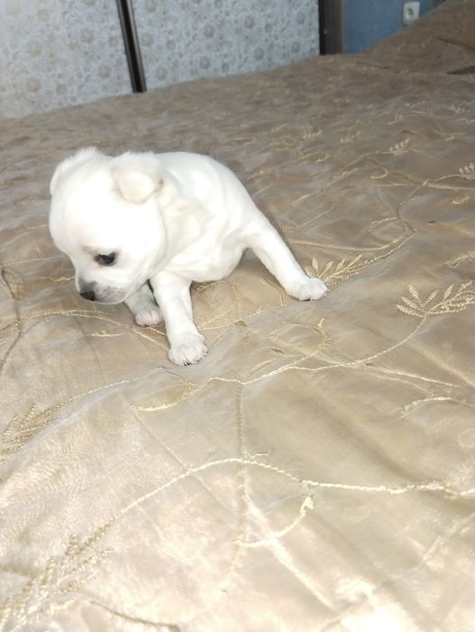 Щенки чихуахуа 1месяц.