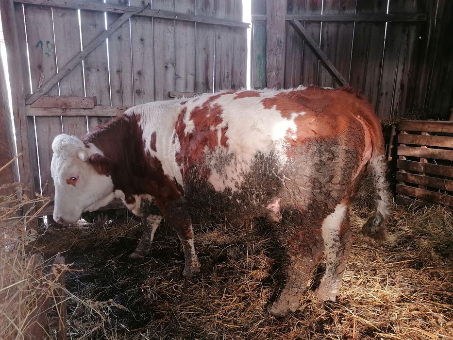 Vând  juni ca gestanta