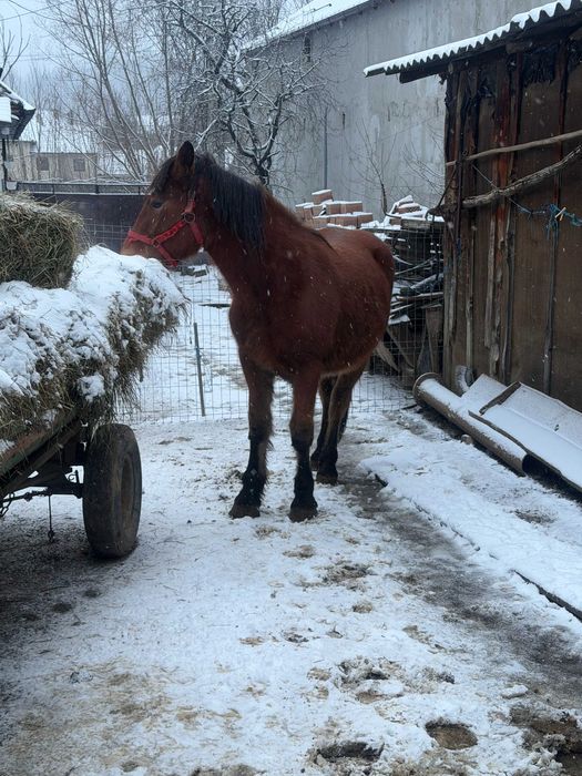 Vând mânză murgă