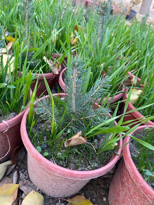 Продаю Голубые и Серебристые Ели в горшках