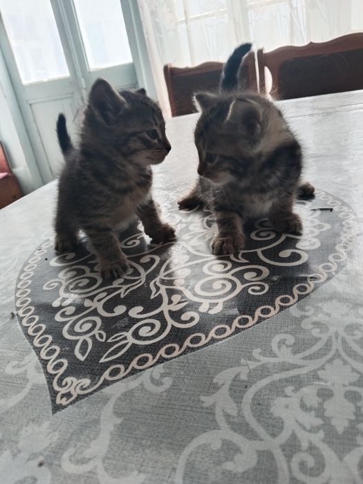 Кошка канадский финская