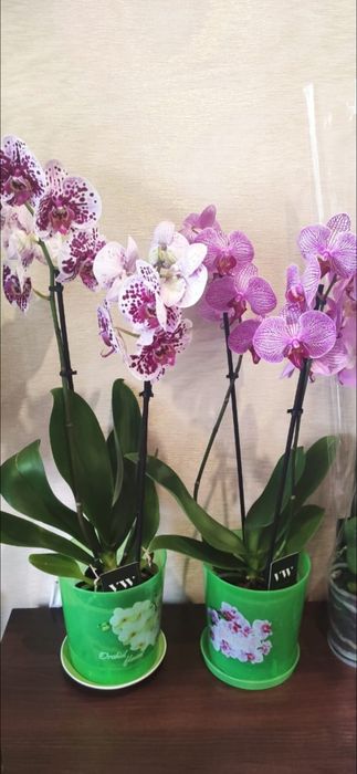 Орхидеи в наличии Кокшетау