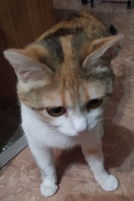 Кошечка чаузи ф4