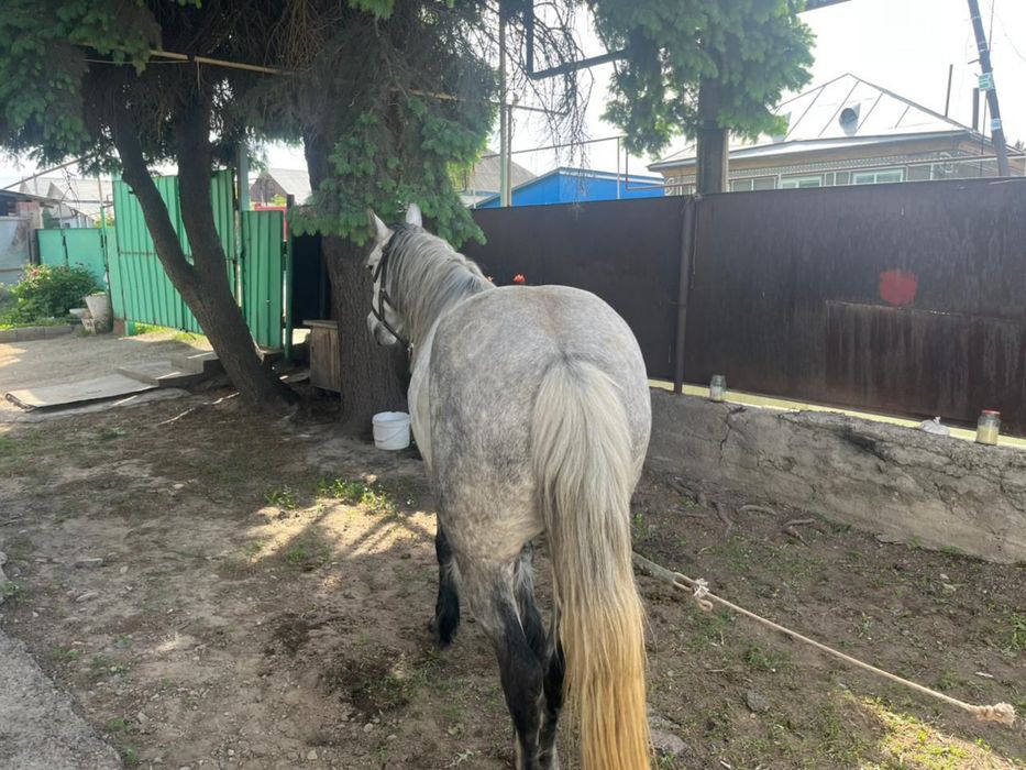 Продам Лошадь торг