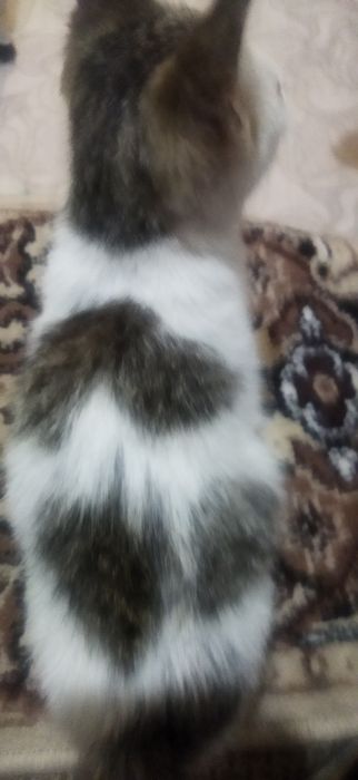 Котята в добрые руки.
