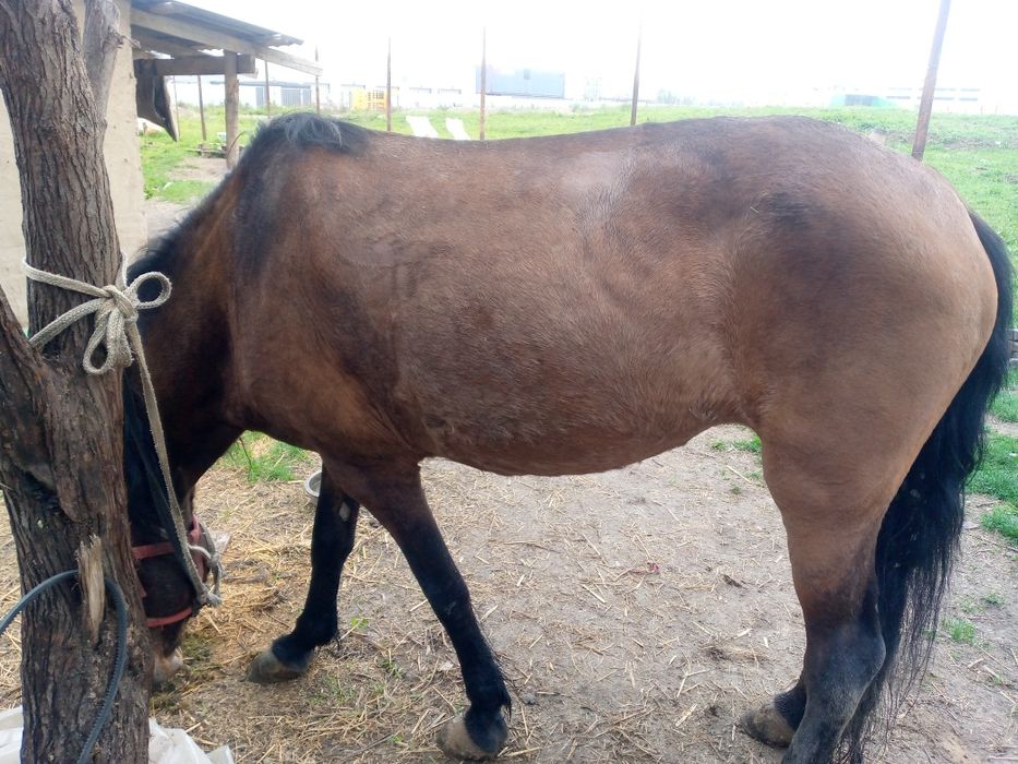 Кабыла 7 лет, спокойная